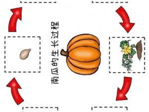 爬地南瓜高效种植技术指南：从播种到收获的全流程解析