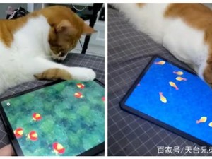 逗猫宝贝游戏来袭：玩转抓鱼冒险世界的小猫咪专属乐园