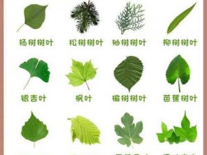 嫩叶草和欧洲的区别【嫩叶草和欧洲有哪些区别？】