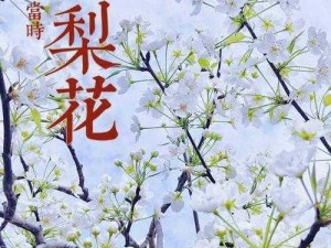 梨花落尽：春暮之际的凋零与重生之美