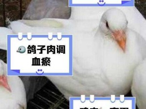 鸽子与鸭子营养对比：探究谁更具营养价值