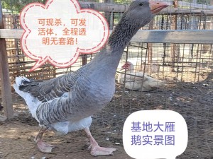 《现杀十斤大雁鹅：鲜美滋味尽显》