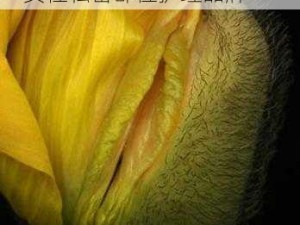 女人的哪个部位称莲花图片——女性私密部位护理品牌