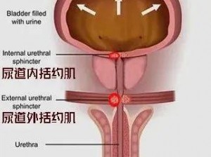 小便刚要尿出来就自动憋回去-为什么小便刚要尿出来就自动憋回去？