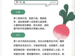 萝卜牌指令使用指南：全面解析萝卜牌功能及操作方式