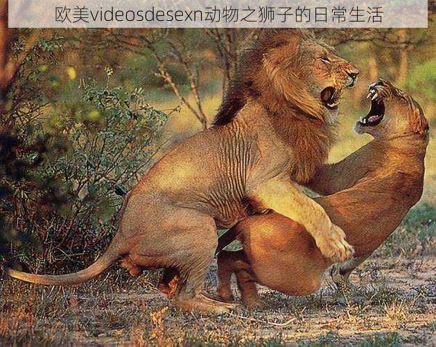 欧美videosdesexn动物之狮子的日常生活