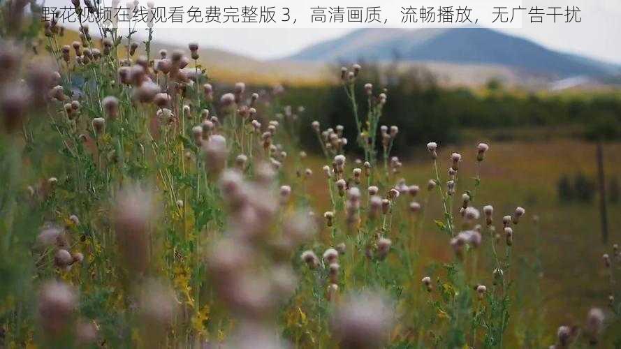 野花视频在线观看免费完整版 3,高清画质,流畅播放,无广告干扰
