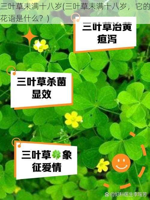 三叶草未满十八岁(三叶草未满十八岁，它的花语是什么？)