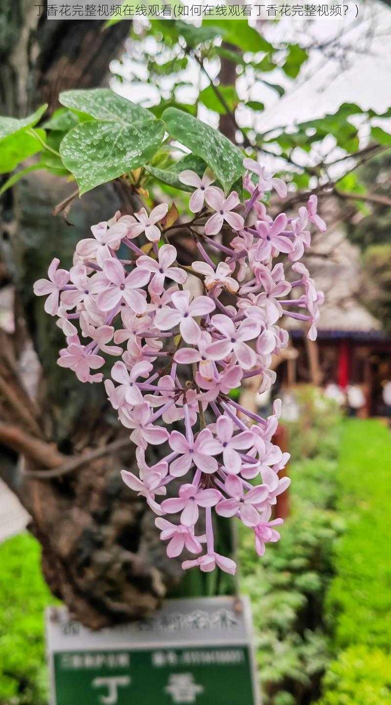 丁香花完整视频在线观看(如何在线观看丁香花完整视频？)