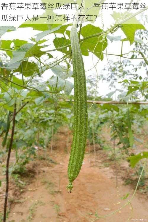 香蕉苹果草莓丝瓜绿巨人、香蕉苹果草莓丝瓜绿巨人是一种怎样的存在？