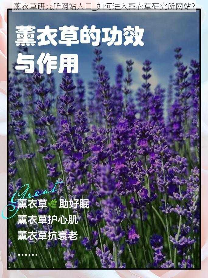 薰衣草研究所网站入口_如何进入薰衣草研究所网站？