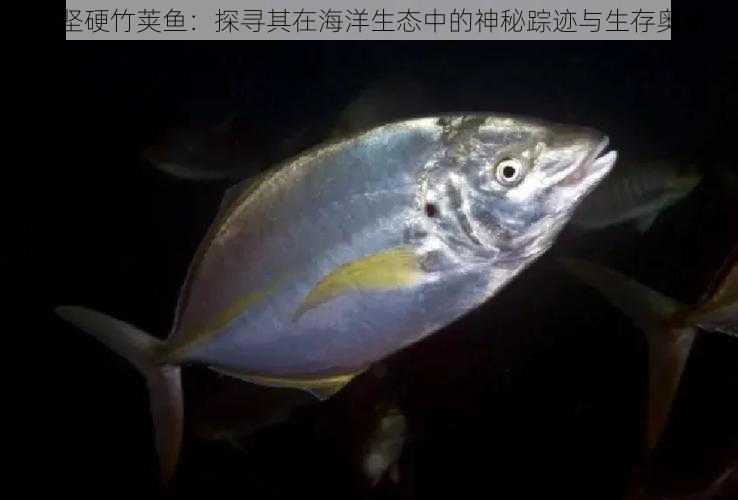 大坚硬竹荚鱼：探寻其在海洋生态中的神秘踪迹与生存奥秘