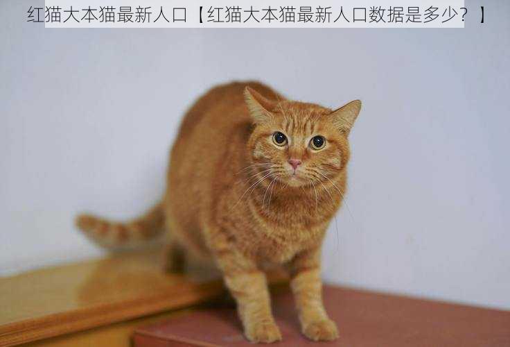 红猫大本猫最新人口【红猫大本猫最新人口数据是多少？】